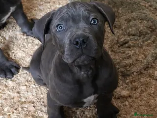 Cane Corso dogs Cane Corso puppy’s, 1 BOY LEFT AND 2 GIRLS - Advert 2