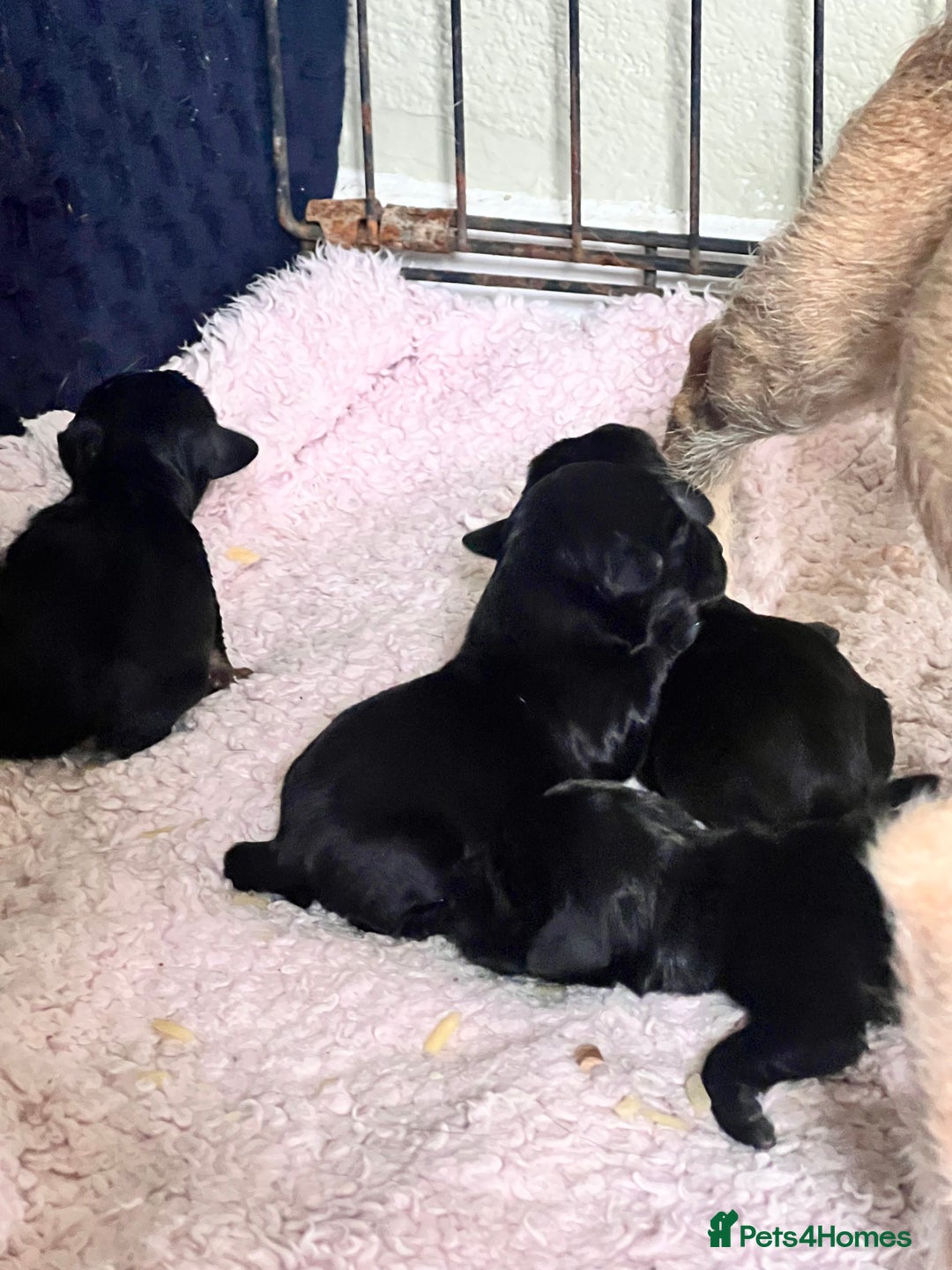 Mixed Breed dogs for sale: Beautiful puppies - Image 2