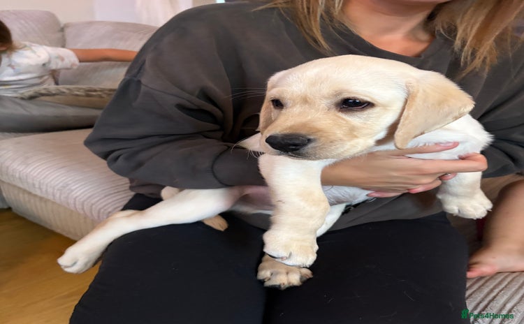 Labrador Retriever dogs - Advert 7