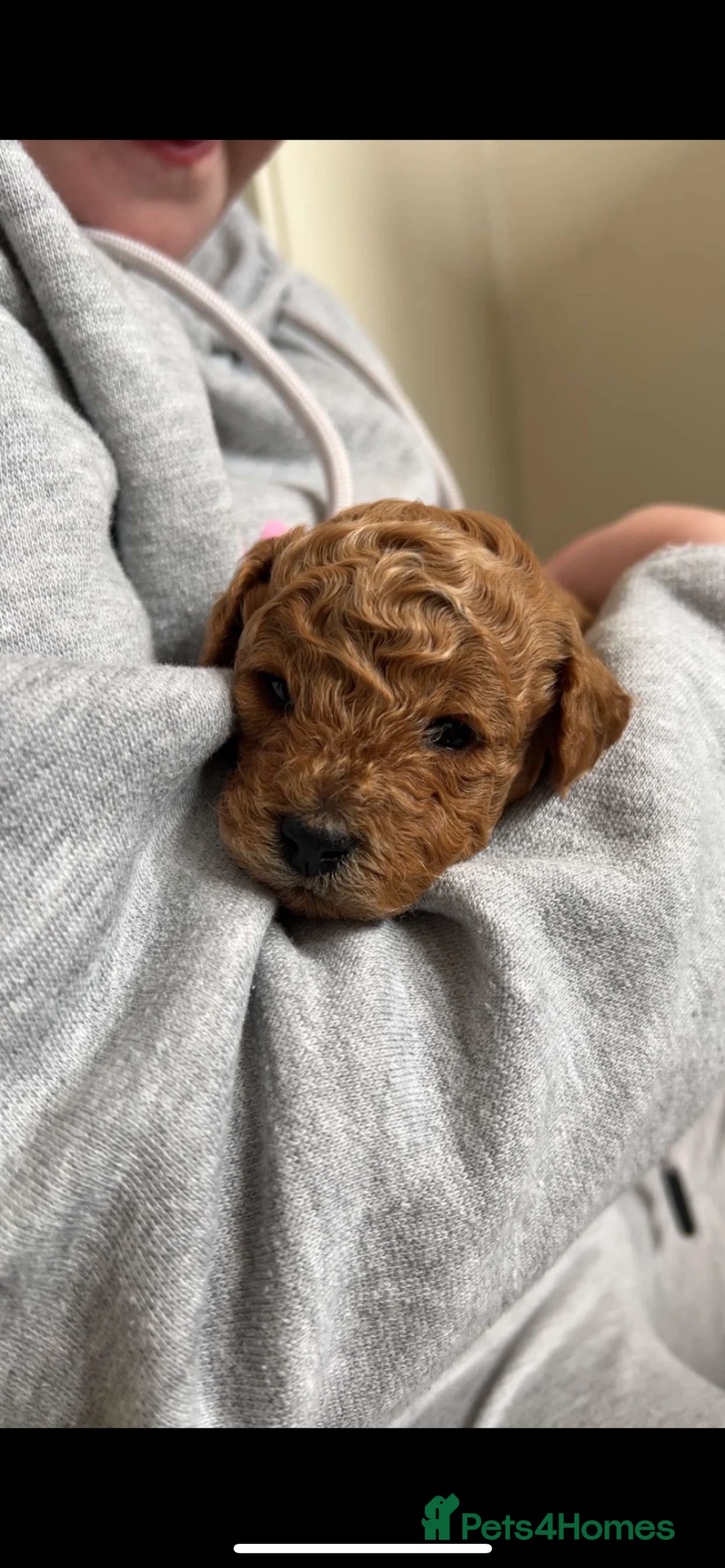 Miniature Poodle dogs for stud:  ⭐️KC PRINCE CHARMING BLUE BOY MINIATURE POODLE⭐️ - Advert 16