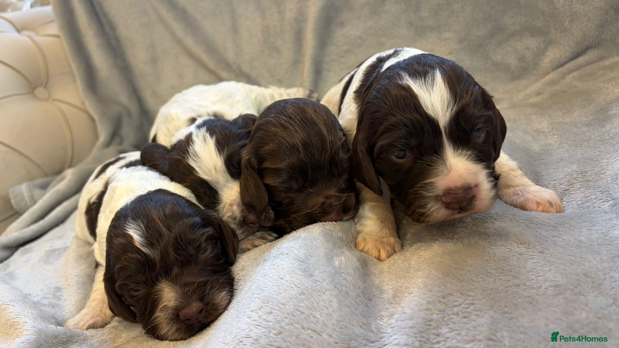 Sprocker dogs for sale: Cocker spaniel - Advert 3