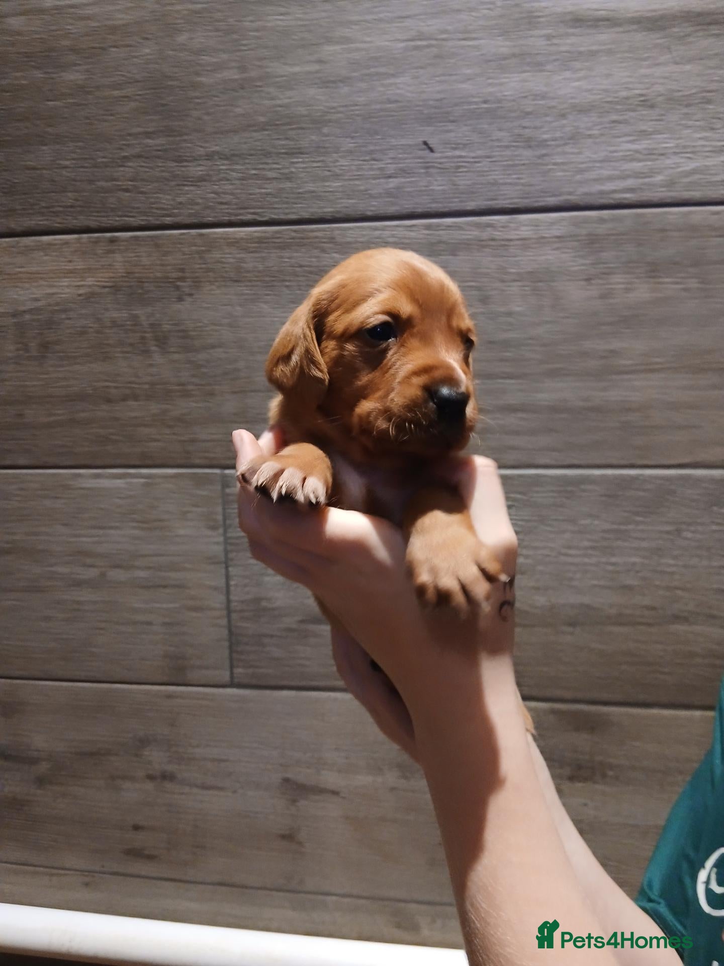 Mixed Breed dogs Fox red lab x sprocker spaniel pups - Advert 3