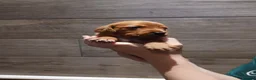 Mixed Breed dogs for sale: Fox red lab x sprocker spaniel pups in Stafford - Advert 1