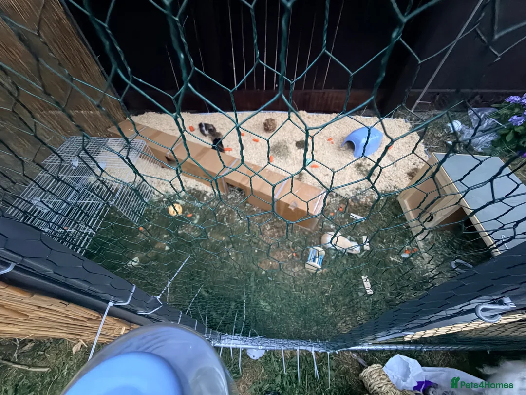 Guinea Pig rodents for sale: Guinea pigs free for rehome (Boars) in Liverpool - Advert 11