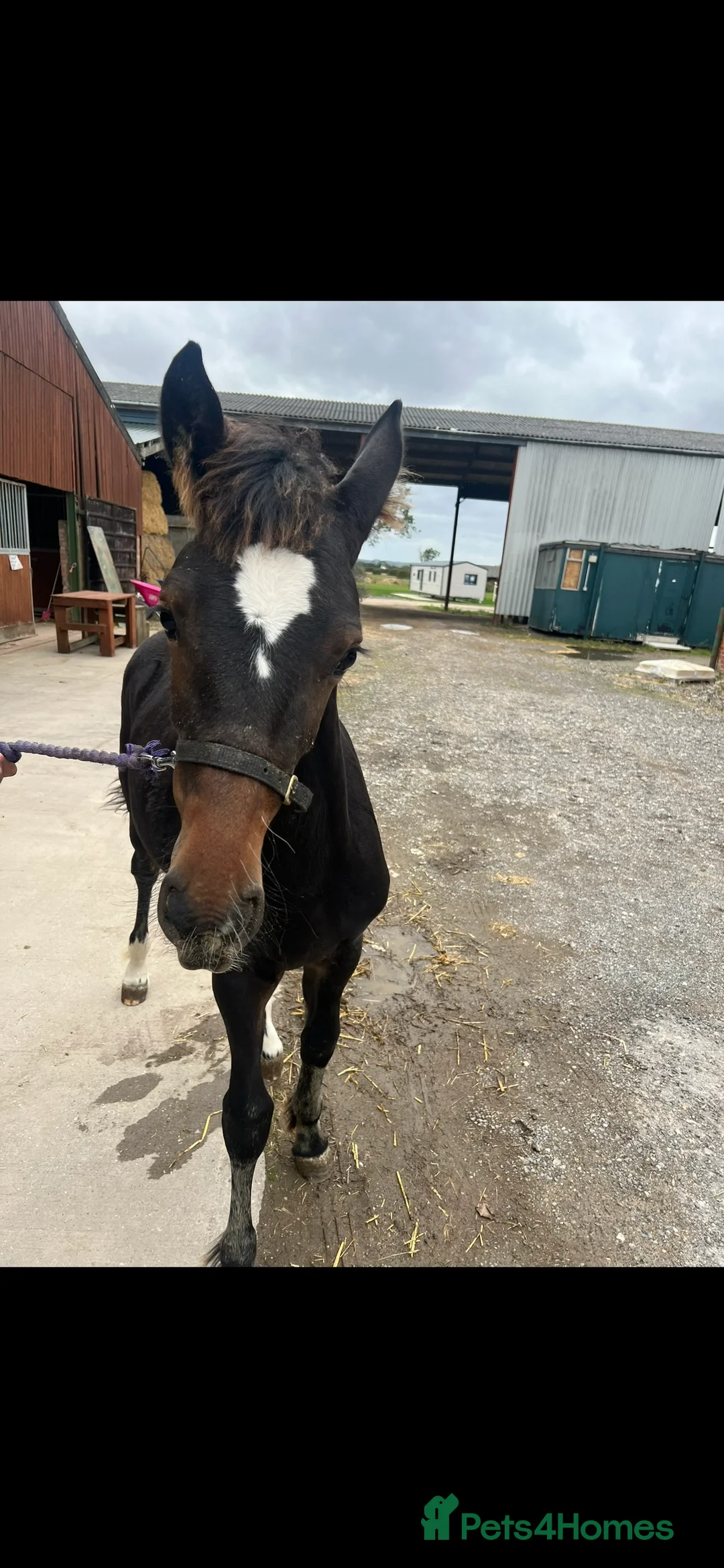 Friesian horses for sale: A Very Special Friesian x Irish Draught  - Advert 8