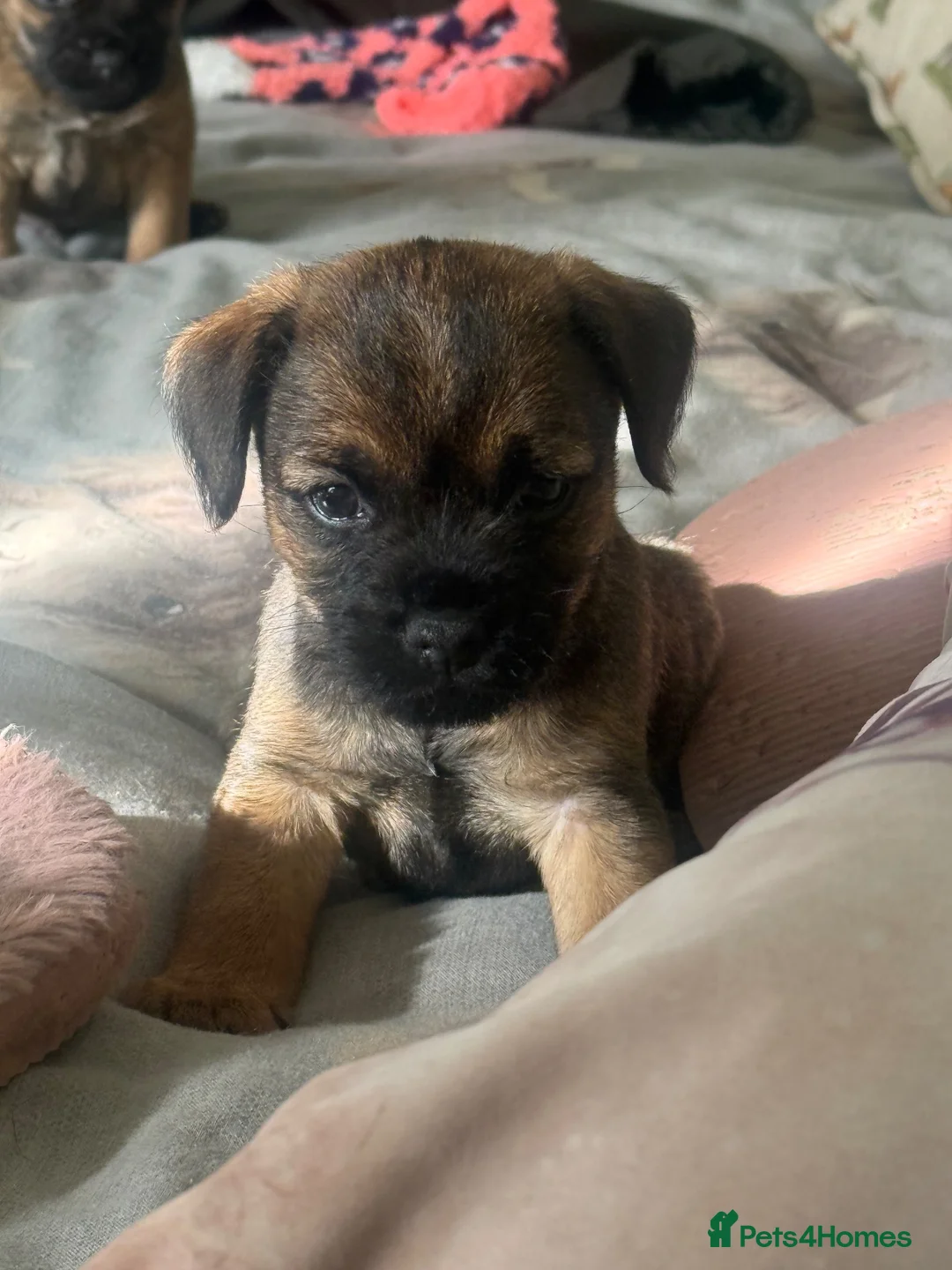 Border Terrier dogs for sale: Two beautiful boys for sale - Advert 2