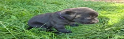 Labrador Retriever dogs for sale: Litter of 6 in Burton-on-Trent - Advert 11