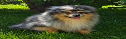 Pomeranian dogs for adoption: 🐾 Jam – Male Pom Looking for His Forever Home 🐾 - Advert 4