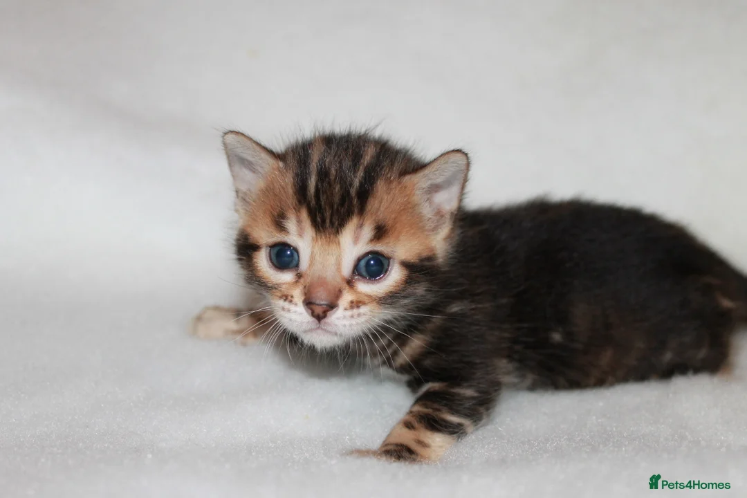 Bengal cats for sale: TICA BENGAL KITTENS FOR SALE - READY 23/04/26 - Advert 8