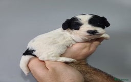 Cockapoo dogs for sale: F1 Cockapoos, Parti Roan. DNA HEALTH TESTED - Image 22