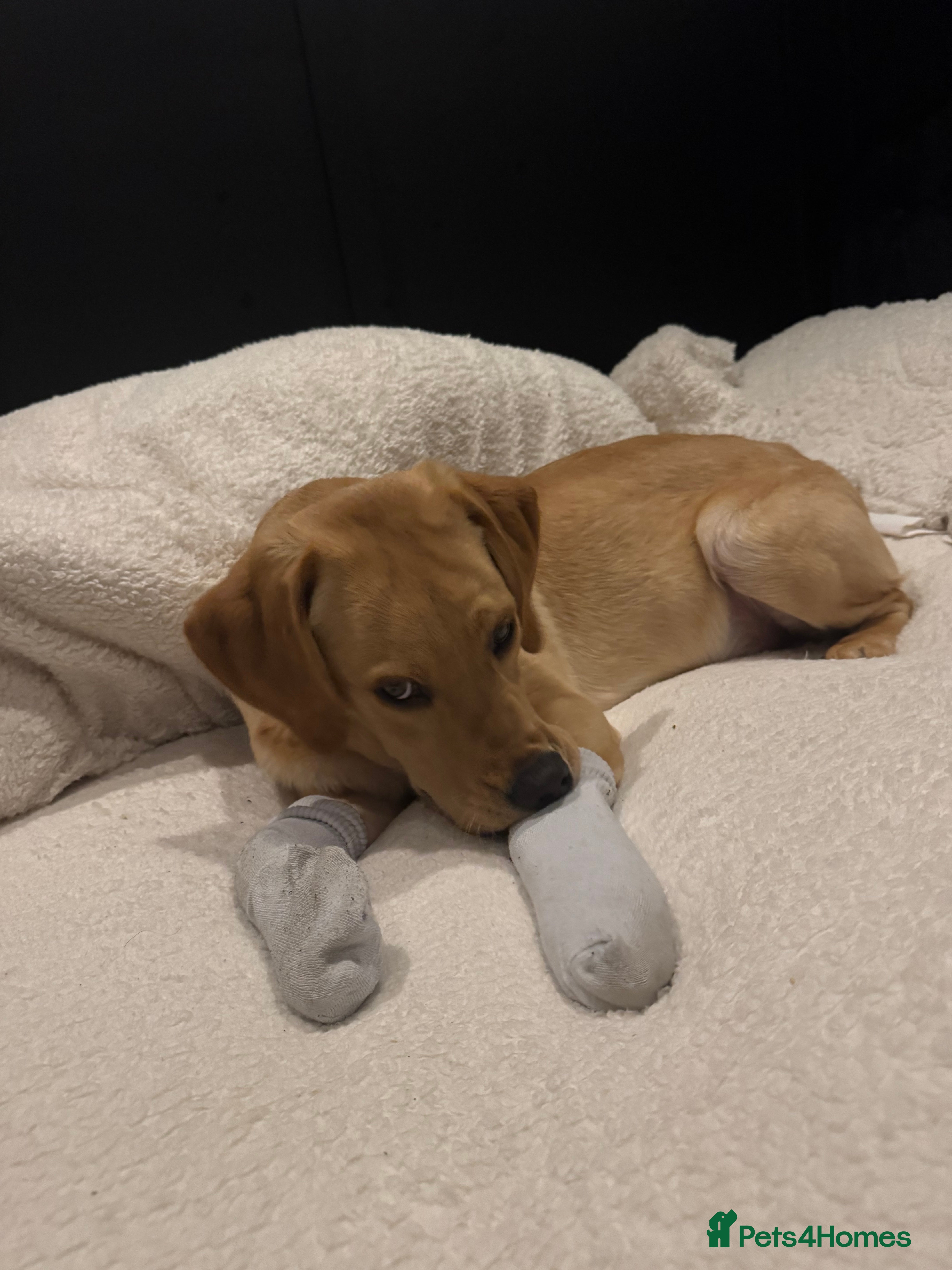 Labrador Retriever dogs Marley  - Advert 11