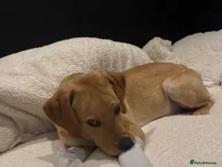 Labrador Retriever dogs Marley - Advert 11