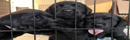 Labrador Retriever dogs for sale: Black Labrador puppies in Belper - Advert 2