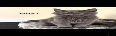 Maine Coon 1