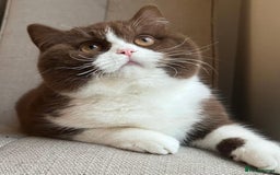 British Shorthair cats for sale: 🏆 GCCF Active Cinnamon Bicolour Stud For Sale🏆 - Image 1