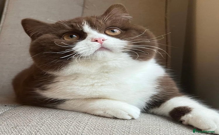 British Shorthair cats - Advert 4