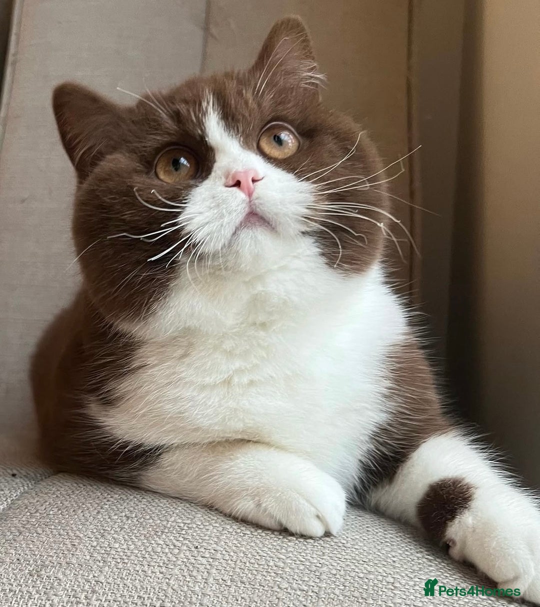 British Shorthair cats for sale: 🏆 GCCF Active Cinnamon Bicolour Stud For Sale🏆 - Image 1
