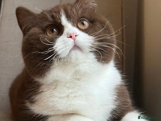 British Shorthair cats - Advert 36