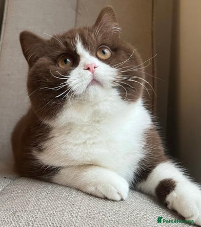 British Shorthair cats - Advert 10
