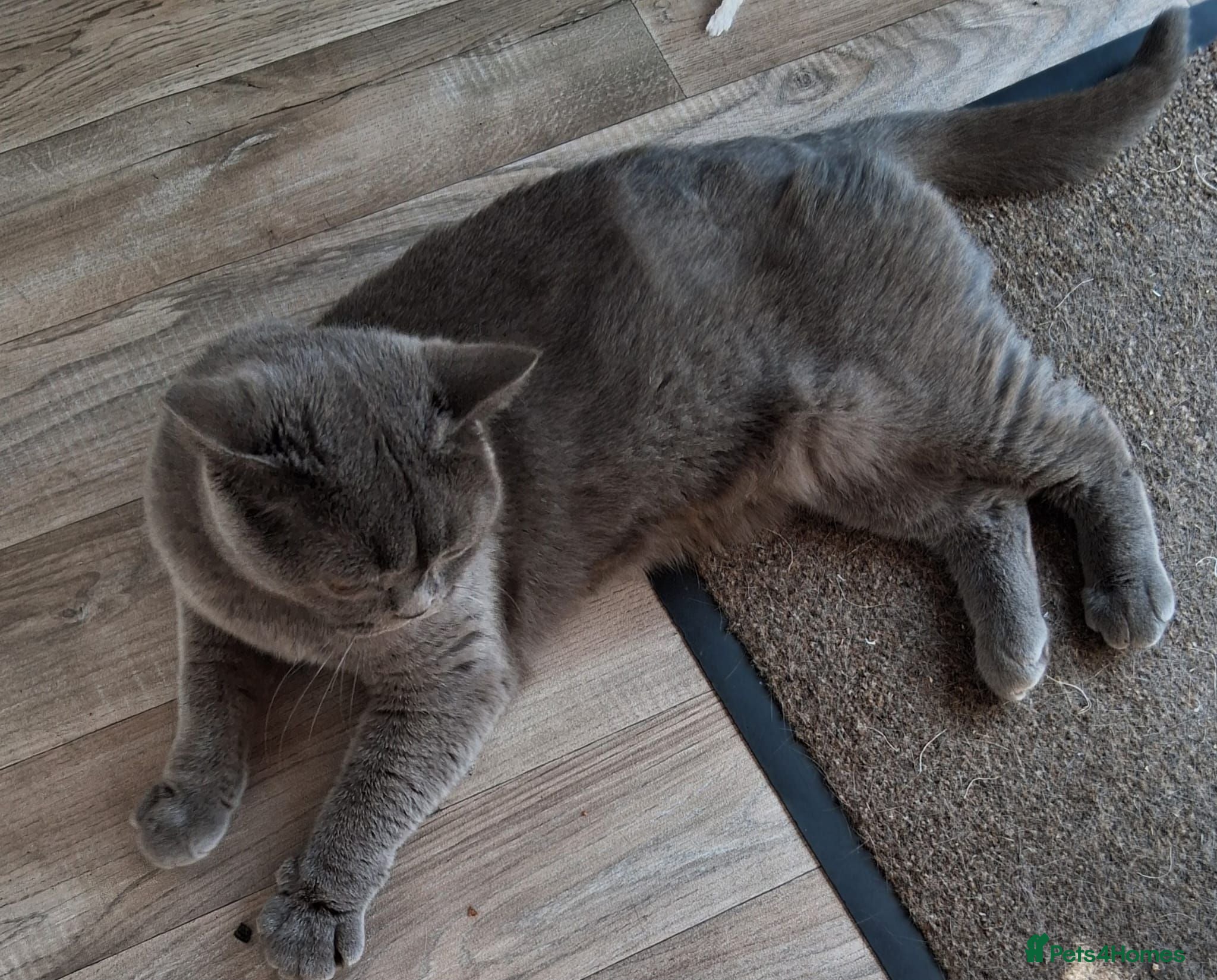 British Shorthair cats Adult British shorthair Female  - Advert 2