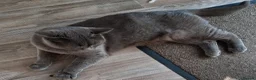 British Shorthair cats for sale: Adult British shorthair Female  - Advert 2