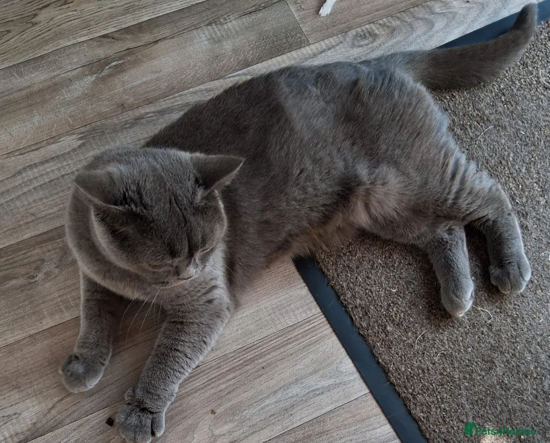 British Shorthair cats for sale: Adult British shorthair Female  - Advert 2