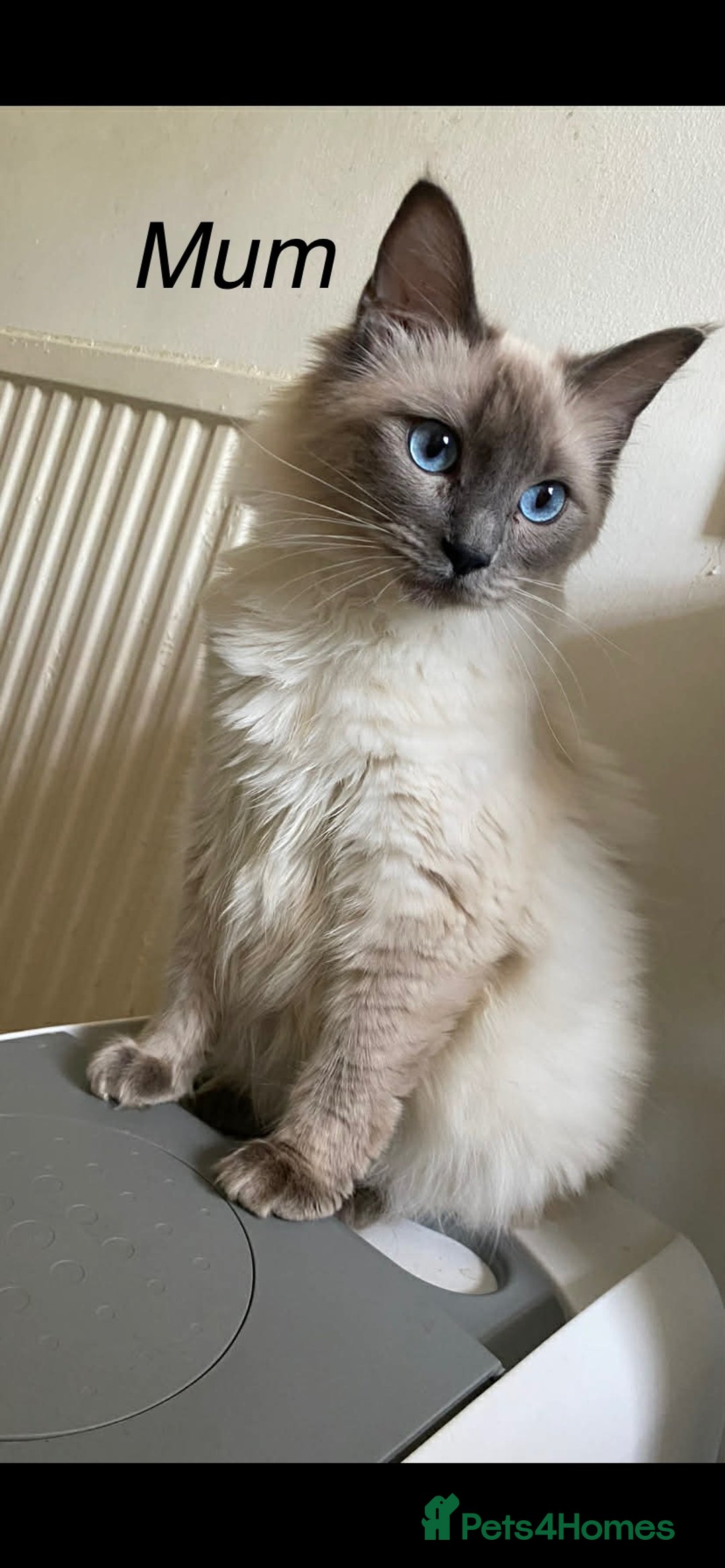 Ragdoll cats for sale: Ragdoll kittens  - Advert 2