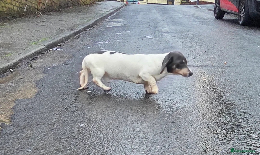 Miniature Dachshund dogs for stud: Blue & Tan pied mini daxi stud carrying choc - Advert 9
