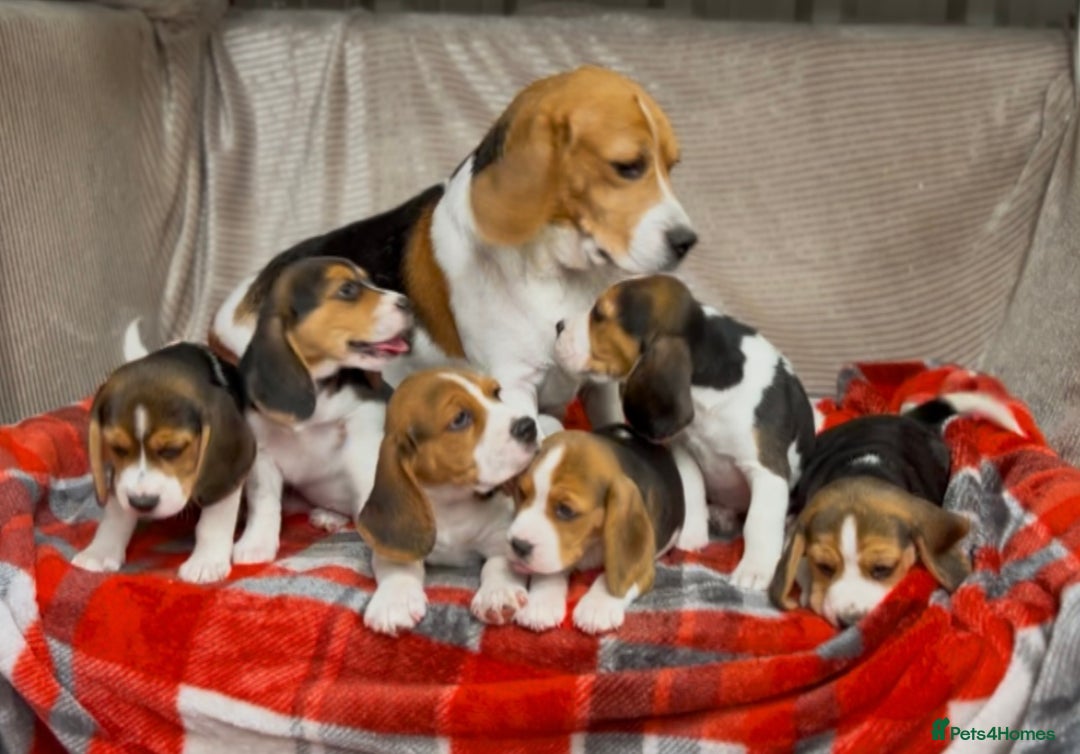 Beagle dogs for sale: SUPER CHUNKY KC SHOW BEAGLE PUPPIES - Image 15