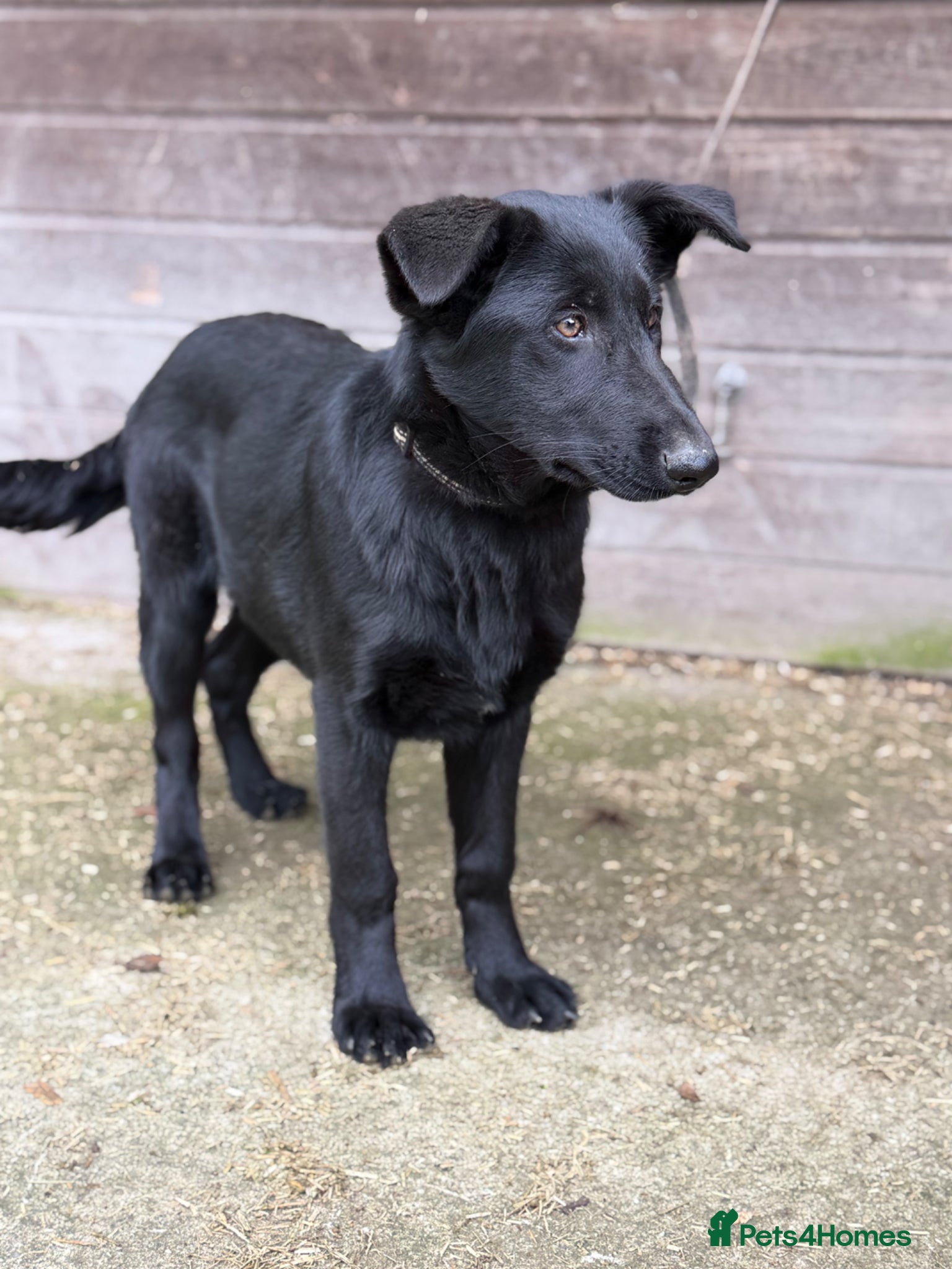 German Shepherd dogs Beautiful Black DDR LINE KC Reg German Shepherd - Advert 2