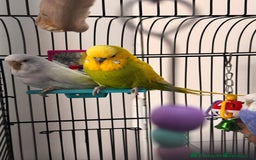 Budgerigars birds for sale: Budgie for Sale - Image 3