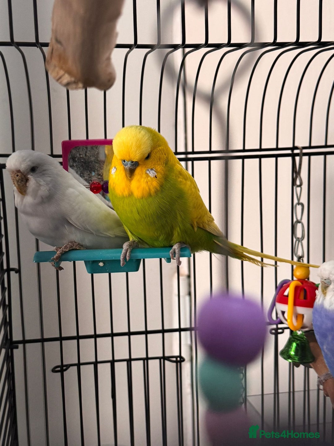 Budgerigars birds for sale: Budgie for Sale - Image 3