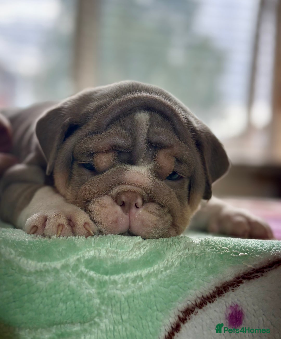 English Bulldog dogs for sale: Mr muscles pup 7 weeks old ready to go 28th  - Image 26