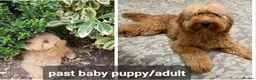 Cockapoo dogs for sale: Parti Roan F1 Cockapoos. Choc & Black. DNA Tested  - Advert 25