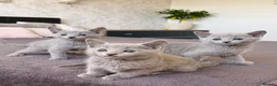 Russian Blue cats for sale: 🐾Champion Line TICA Russian Blue Kittens 🐾 - Advert 9