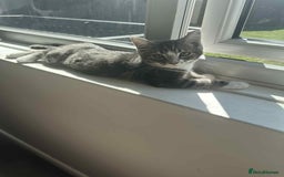 Mixed Breed cats for sale: Mixed breed kittens for sale, grey, brown  - Image 1