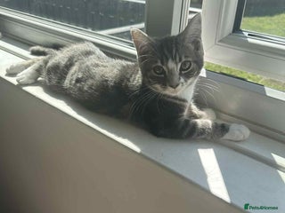 Mixed Breed cats - Advert 9