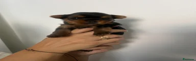 Yorkshire Terrier 3