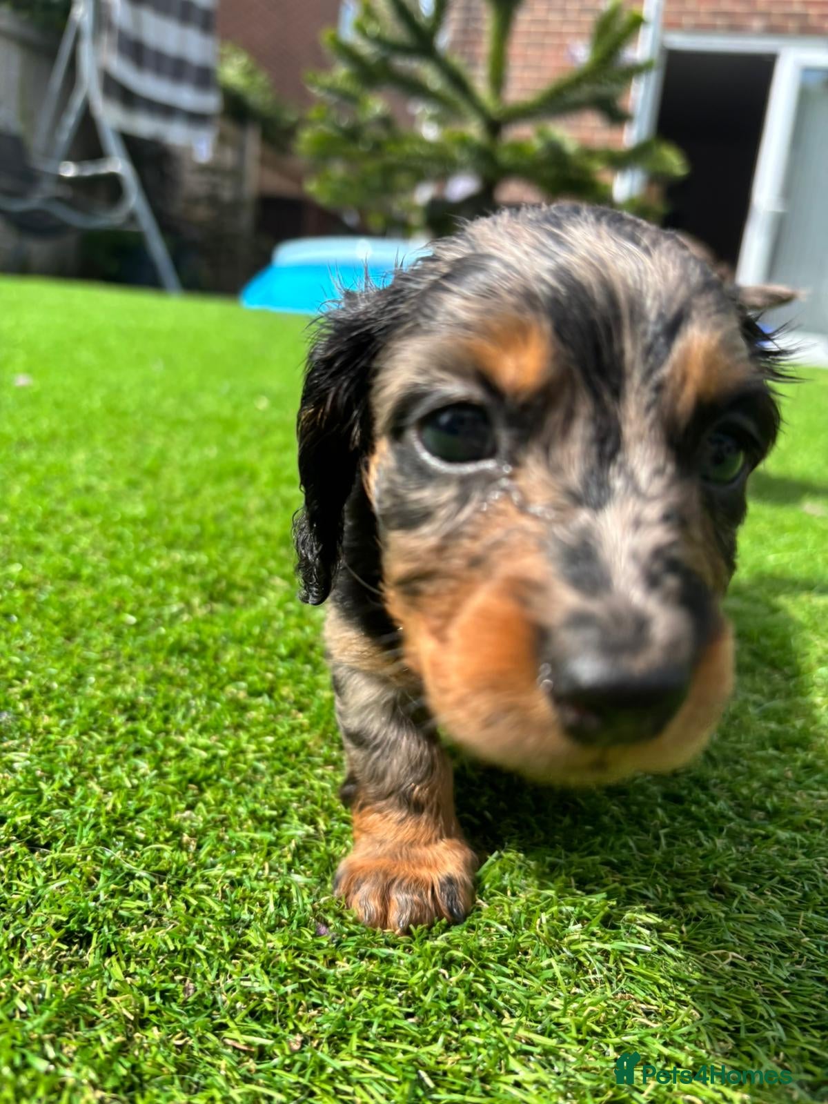 Miniature Dachshund dogs Miniature Long Haired Daschunds - Advert 2