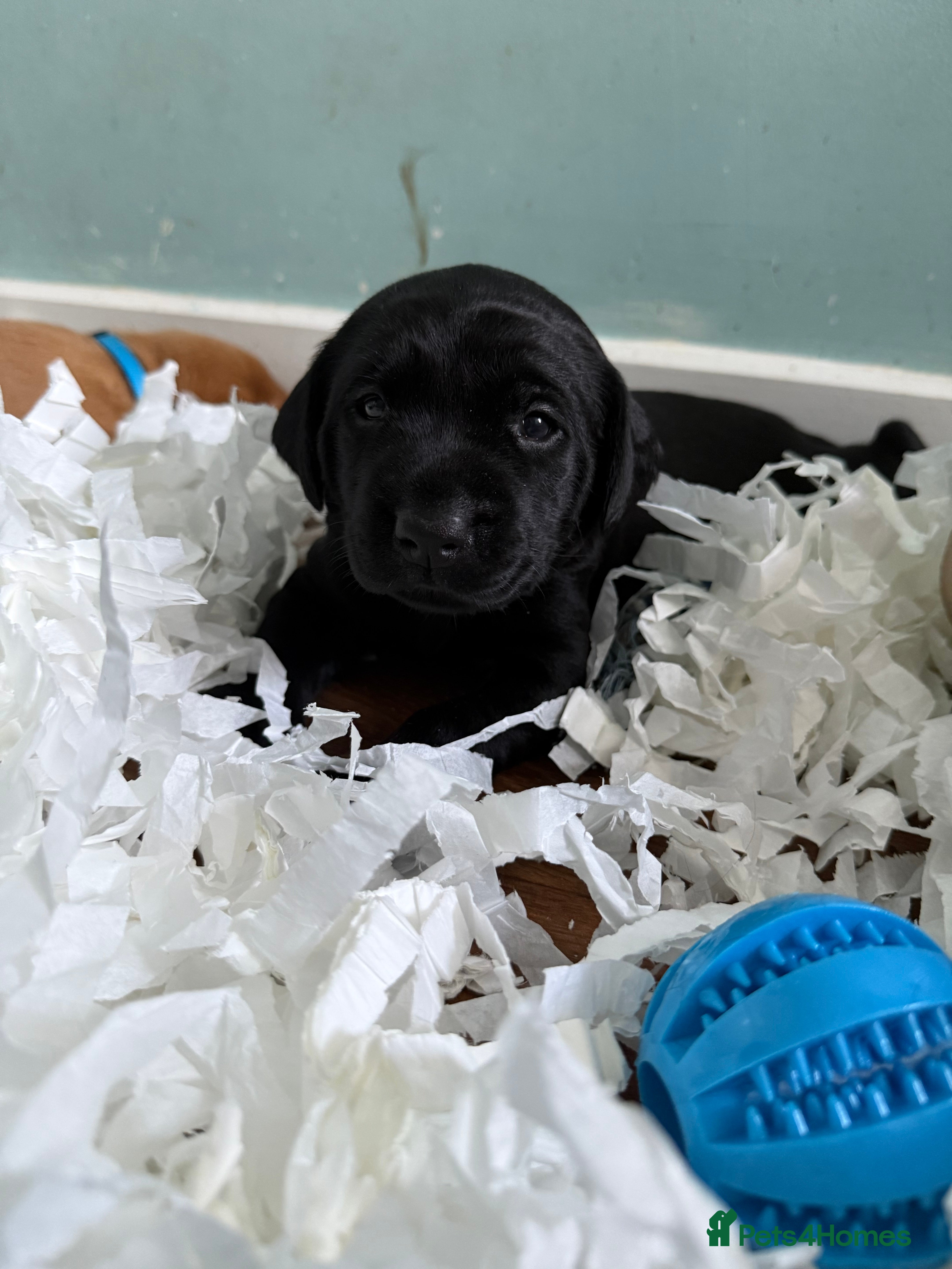 Labrador Retriever dogs Fully health tested labrador puppies  - Advert 2
