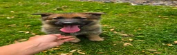 German Shepherd dogs for sale: GSD pups - Advert 18