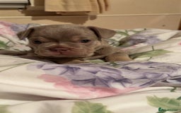 French Bulldog dogs for sale: Lilac and tan male, chocolate and tan female  - Image 3