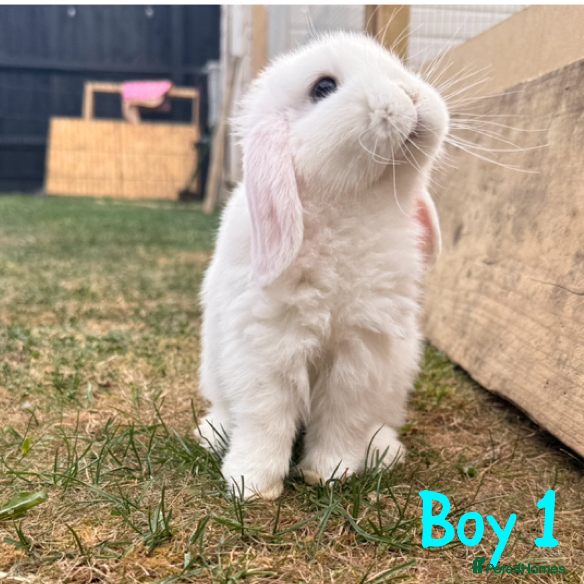 Mini Lop rabbits Mini lops babies ready for their forever homes  - Advert 1
