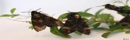 Mixed Breed invertebrates for sale: Death Head Hawk Moth Ova(eggs)  in Lydney - Advert 1