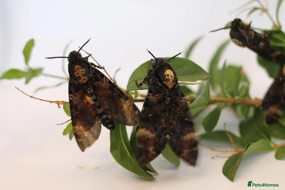 Mixed Breed invertebrates for sale: Death Head Hawk Moth Ova(eggs)  in Lydney - Advert 1