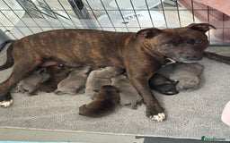 Staffordshire Bull Terrier dogs for sale: 🩷Last 1 remaining beautiful Staffy Brindle Girl🩷 - Image 12
