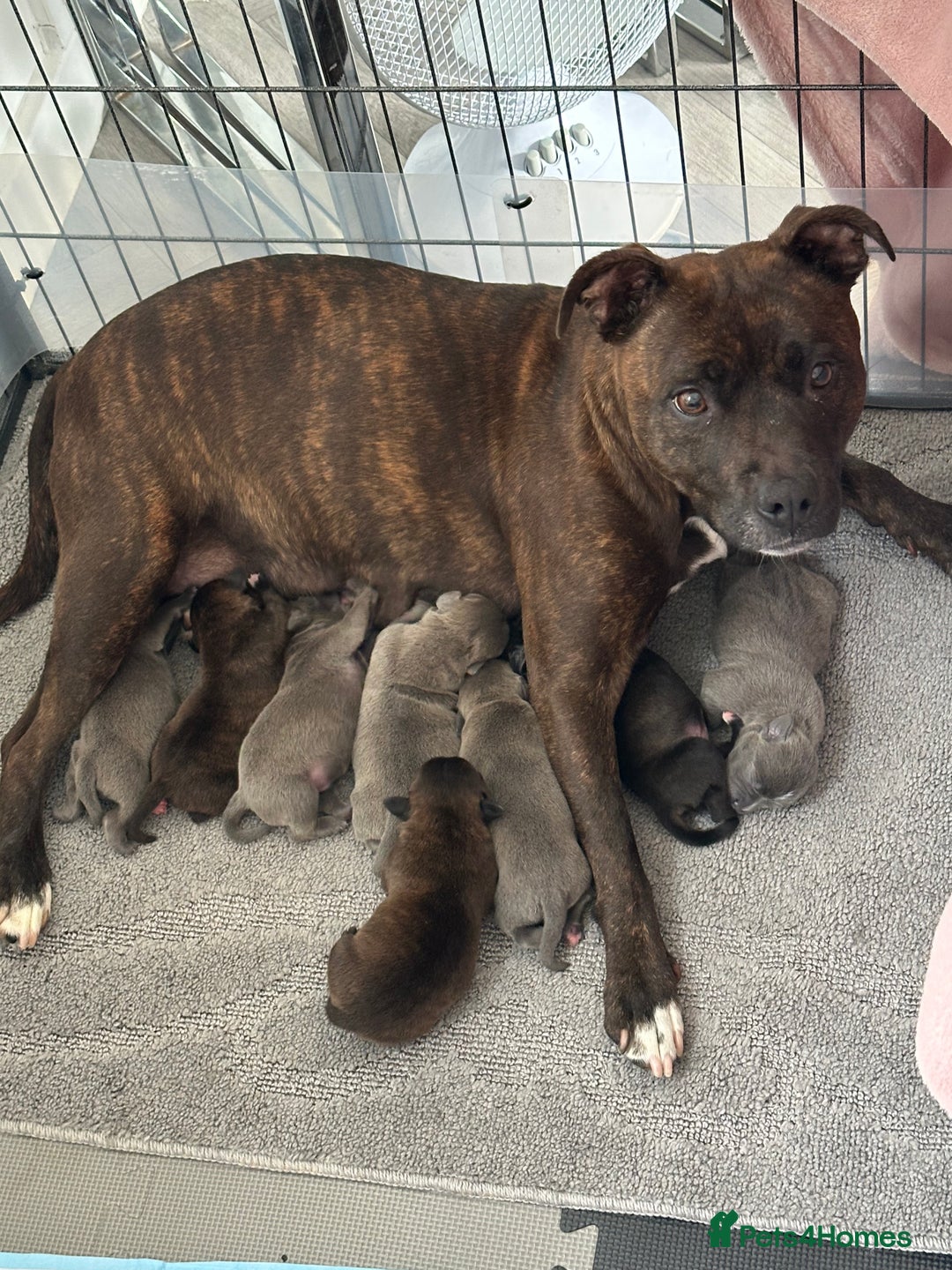 Staffordshire Bull Terrier dogs for sale: 🩷Last 1 remaining beautiful Staffy Brindle Girl🩷 - Image 12