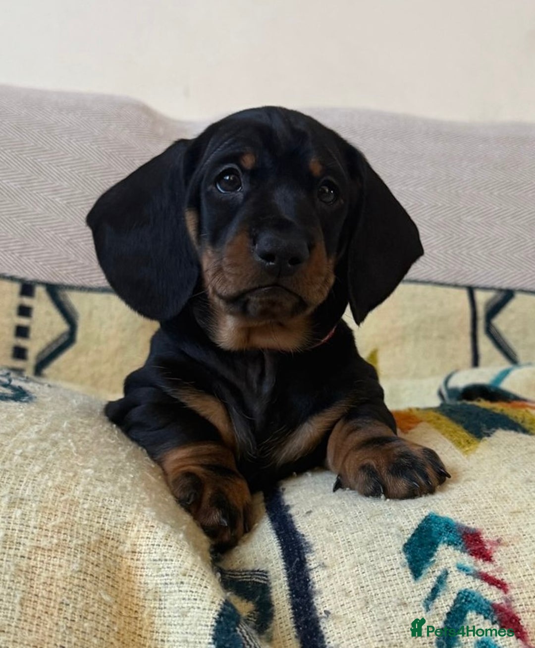 Dachshund dogs for sale: Beautiful Dachshund Puppies – KC Registered Lines - Advert 12