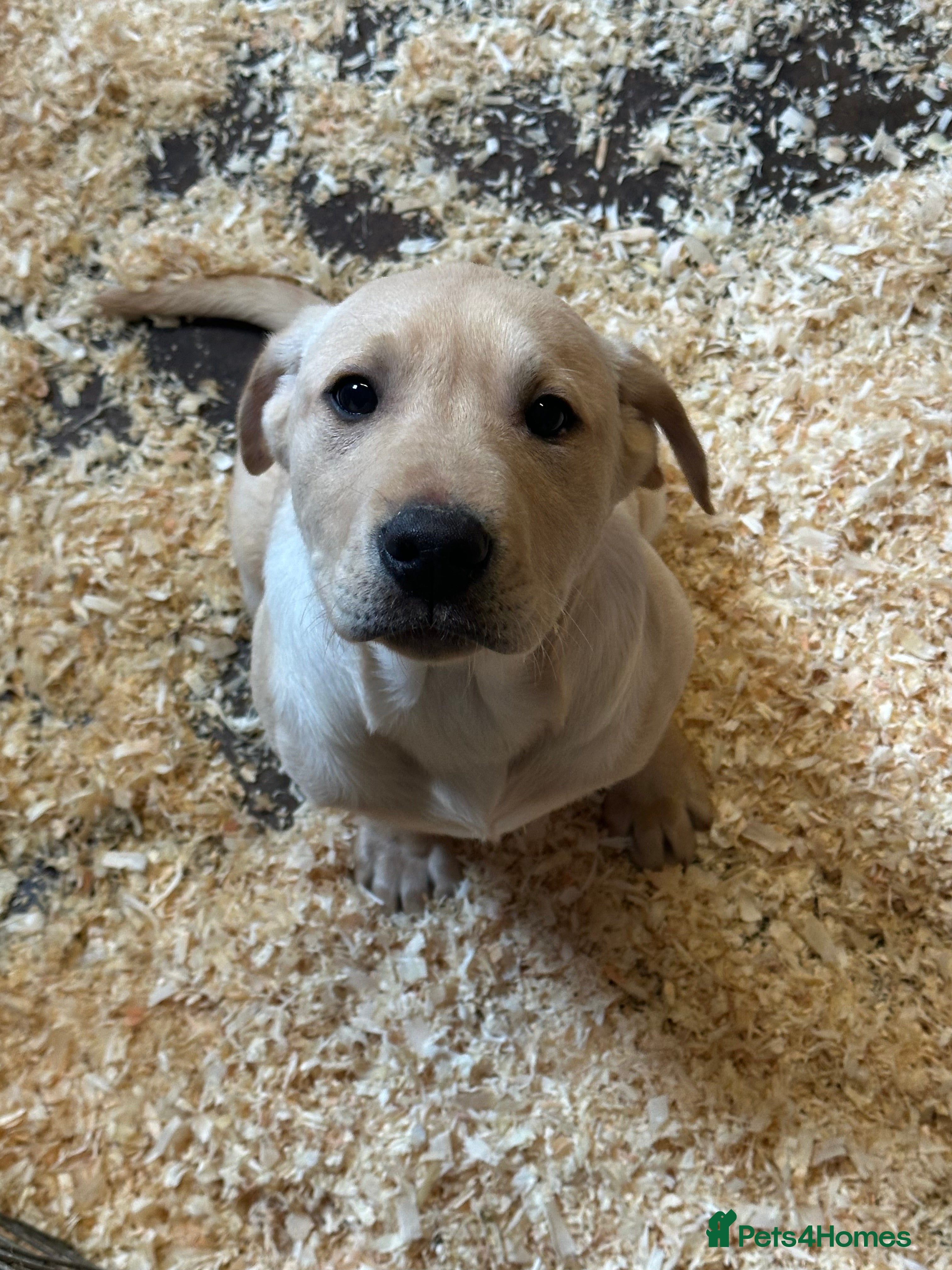 Labrador Retriever dogs Yellow Labrador puppy  - Advert 6