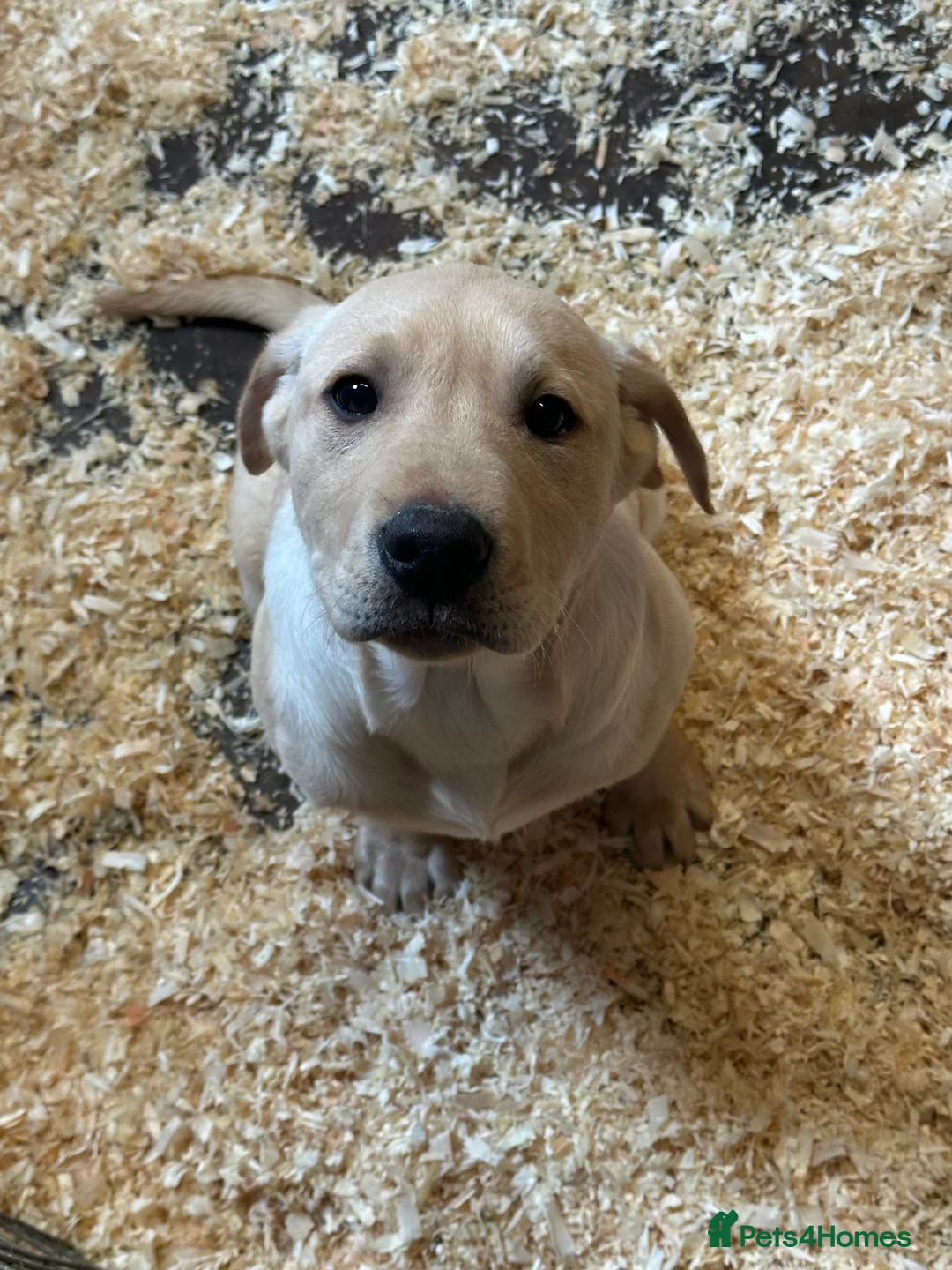 Labrador Retriever dogs for sale: Yellow Labrador puppy  - Advert 1